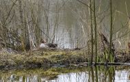 Tiere, Vögel - Gänsevögel  Graugans_Anser anser_Western Greylag Goose 12.JPG