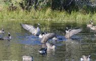 Tiere, Vögel - Gänsevögel  Kanadagans_Branta canadensis_Canada Goose 07.JPG
