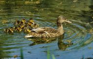 Tiere, Vögel - Gänsevögel  Stockente_Anas platyrhynchos_Mallard 01.JPG