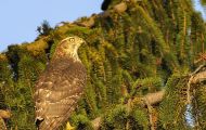 Tiere, Vögel - Greifvögel Mäusebussard_Buteo buteo_Common Buzzard 04.JPG