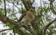 Tiere, Vögel - Greifvögel Rotschulterbussard_Buteo lineatus_Red-Shouldered Hawk 02.JPG