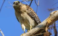 Tiere, Vögel - Greifvögel Rotschulterbussard_Buteo lineatus_Red-Shouldered Hawk 06.JPG