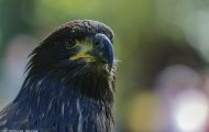 Tiere, Vögel - Greifvögel Steinadler_Aquila chrysaetos_Golden Eagle 01.JPG