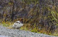 Tiere, Vögel - Hühnervögel  Alpenschneehuhn 04.JPG