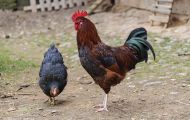 Tiere, Vögel - Hühnervögel  Haushuhn_Gallus gallus domesticus_Domestic Fowl 01.JPG