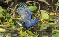 Tiere, Vögel - Kranichvögel  Zwergsultanshuhn_Porphyrio martinica_Purple Gallinule 03.JPG