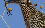 Tiere, Vögel - Kuckucksvögel - Wegekuckuck_Geococcyx californianus_Greater Roadrunner 03.JPG