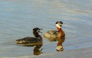 Tiere, Vögel - Lappentaucher  Rothalstaucher_Podiceps grisegena_Red-necked Grebe 06.JPG