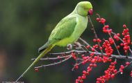 Tiere, Vögel - Papageien  Halsbandsittich_Psittacula krameri_Rose Ringed Parakeet 05.JPG