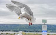Tiere, Vögel - Regenpfeiferartige Vögel  Beringmöwe_Larus glaucescens_Glaucous-winged Gull 06.JPG