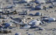 Tiere, Vögel - Regenpfeiferartige Vögel  Kiebitzregenpfeifer_Pluvialis squatarola_Black-bellied Plov 02.JPG