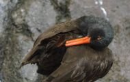 Tiere, Vögel - Regenpfeiferartige Vögel  Klippenausternfischer_Haematopus bachmani_ 01 (2).JPG
