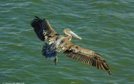 Tiere, Vögel - Ruderfüßer  Braunpelikan_Pelicanus occidentalis_Brown Pelican 08.JPG