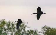 Tiere, Vögel - Ruderfüßer  Brillensichler_Plegadis chihi_White-Faced Ibis 04.JPG