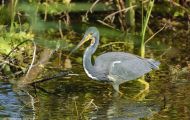 Tiere, Vögel - Ruderfüßer  Dreifarbenreiher_Egretta tricolor_Tricolored Heron 06.JPG
