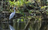 Tiere, Vögel - Ruderfüßer  Kanadareiher_Ardea herodias_Great White Heron 04.JPG