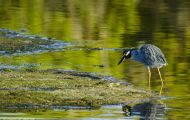 Tiere, Vögel - Ruderfüßer  Krabbenreiher_Nyctanassa violacea_Yellow-Crowned Night Heron 02.JPG