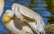 Tiere, Vögel - Ruderfüßer  Rosapelikan_Pelecanus onocrotalus_Eastern White Pelican 04.JPG