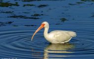 Tiere, Vögel - Ruderfüßer  Schneesichler_Eudocimus albus_White Ibis 02.JPG