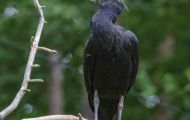 Tiere, Vögel - Ruderfüßer  Waldrapp_Geronticus eremita_Northern Bald Ibis 03.JPG