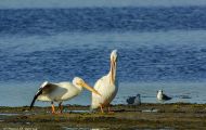 Tiere, Vögel - Ruderfüßer  Weißer Pelikan_Pelecanus erythrorhynchos_American White Pelican 04.JPG
