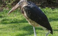Tiere, Vögel - Schreit- und Storchenvögel  Marabu_Leptoptilos crumeniferus_Marabou Stork 02.JPG