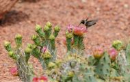 Tiere, Vögel - Seglervögel  Schwarzkinnkolibri_Archilochus alexandri_Black-Chinned Hummingbird 05.JPG