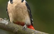 Tiere, Vögel - Spechtvögel  Buntspecht_Dendrocopos major_Great Spotted Woodpecker 04.JPG