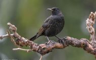 Tiere, Vögel - Sperlingsvögel  Amsel_Turdus merula_Common Blackbird 03.JPG