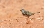 Tiere, Vögel - Sperlingsvögel  Dachsammer_Zonotrichia leucophrys_White-crowned Sparrow 02.JPG