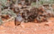 Tiere, Vögel - Sperlingsvögel  Dachsammer_Zonotrichia leucophrys_White-crowned Sparrow 03.JPG