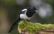 Tiere, Vögel - Sperlingsvögel  Elster_Pica pica_Eurasian Macpie 03.JPG