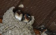 Tiere, Vögel - Sperlingsvögel  Fahlstirnschwalbe_Hirundo pyrrhonota_Cliff Swallow 06.JPG