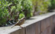 Tiere, Vögel - Sperlingsvögel  Haussperling_Passer domesticus_House Sparrow 05.JPG