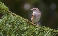 Tiere, Vögel - Sperlingsvögel  Heckenbraunelle_Prunella modularis_Hedge Warbler 03.JPG