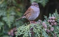 Tiere, Vögel - Sperlingsvögel  Heckenbraunelle_Prunella modularis_Hedge Warbler 06.JPG