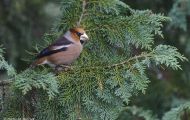 Tiere, Vögel - Sperlingsvögel  Kernbeißer_Coccothraustes coccothraustes_Hawfinch 01.JPG