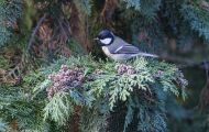 Tiere, Vögel - Sperlingsvögel  Kohlmeise_Parus major_Great Tit 01.JPG