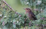 Tiere, Vögel - Sperlingsvögel  Nachtigall_Luscinia megarhynchos_Nightingale 03.JPG