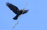 Tiere, Vögel - Sperlingsvögel  Saatkrähe_Corvus frugilegus_Rook 03.JPG