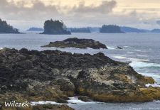 Vancouver Island - Ucluelet, Wild Pacific Trail.JPG