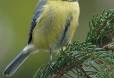 Vögel im heimischen Garten - Blaumeise.JPG