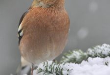 Vögel im heimischen Garten - Buchfink.JPG