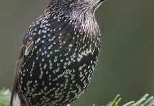 Vögel im heimischen Garten - Star.JPG
