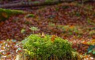 Wälder, Laubwald - Oberbayern  Laubwald 11.JPG