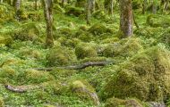 Wälder, Laubwald - Oberbayern  Laubwald 23.JPG