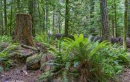 Wälder, Regenwald - Kanada  British Columbia, gemäßgter Regenwald 07.JPG