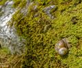 Weichtiere, Schnecken -  Weinbergschnecke_Helix pomatia_Edible Snail 01.JPG