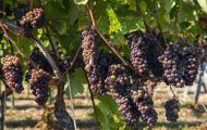 Wiesen & Felder, Weinreben - Weinreben Rot 14.JPG