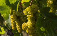 Wiesen & Felder, Weinreben - Weinreben Weiß 01.JPG